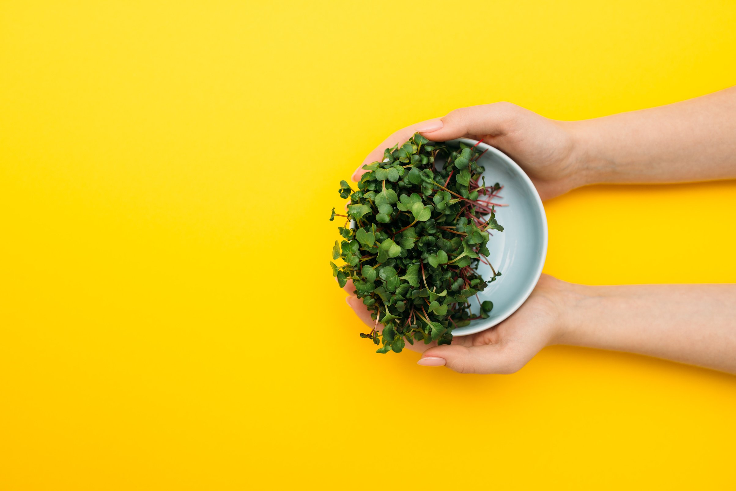 Hands with plate of microgreen on yellow background