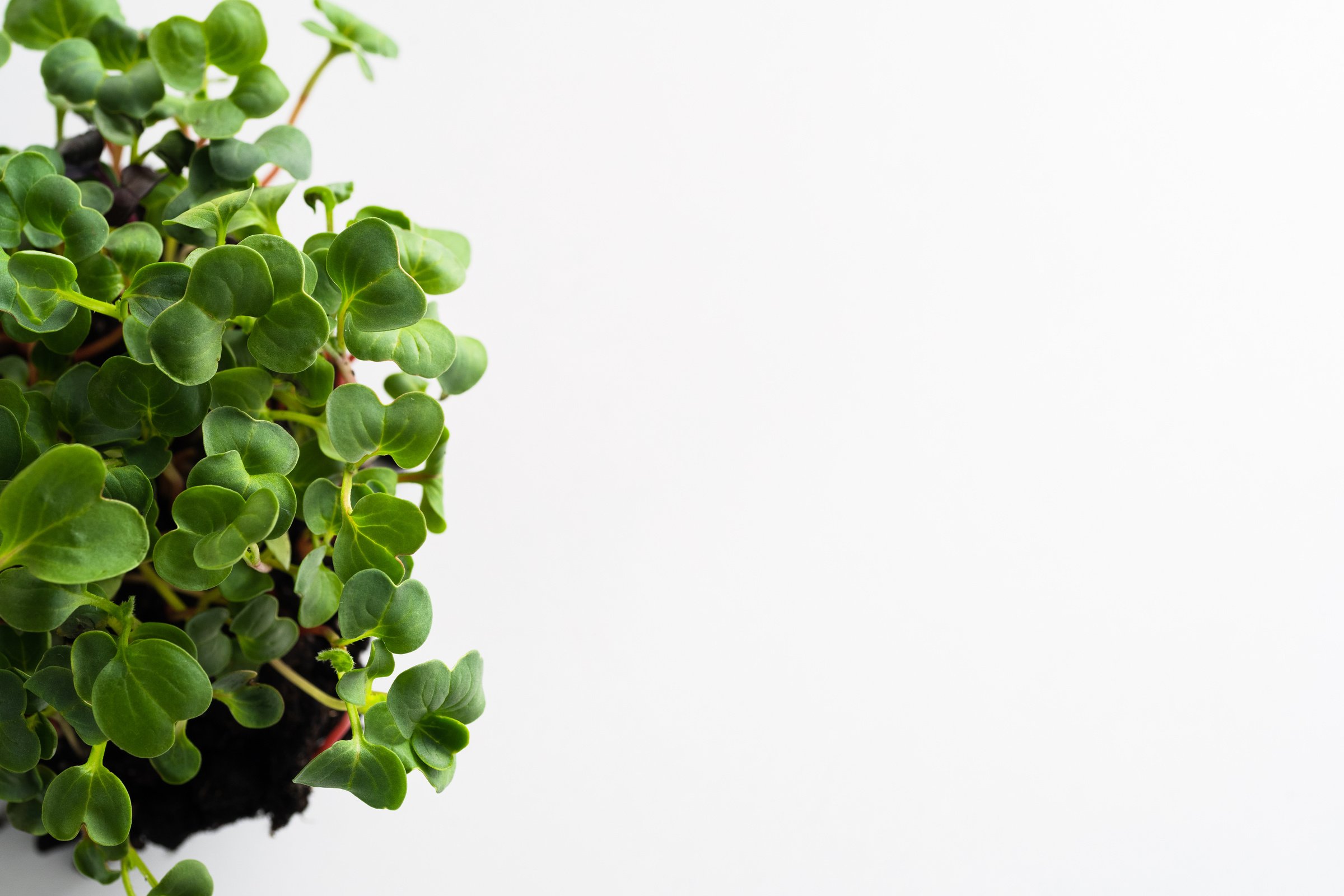 Close-up of microgreens