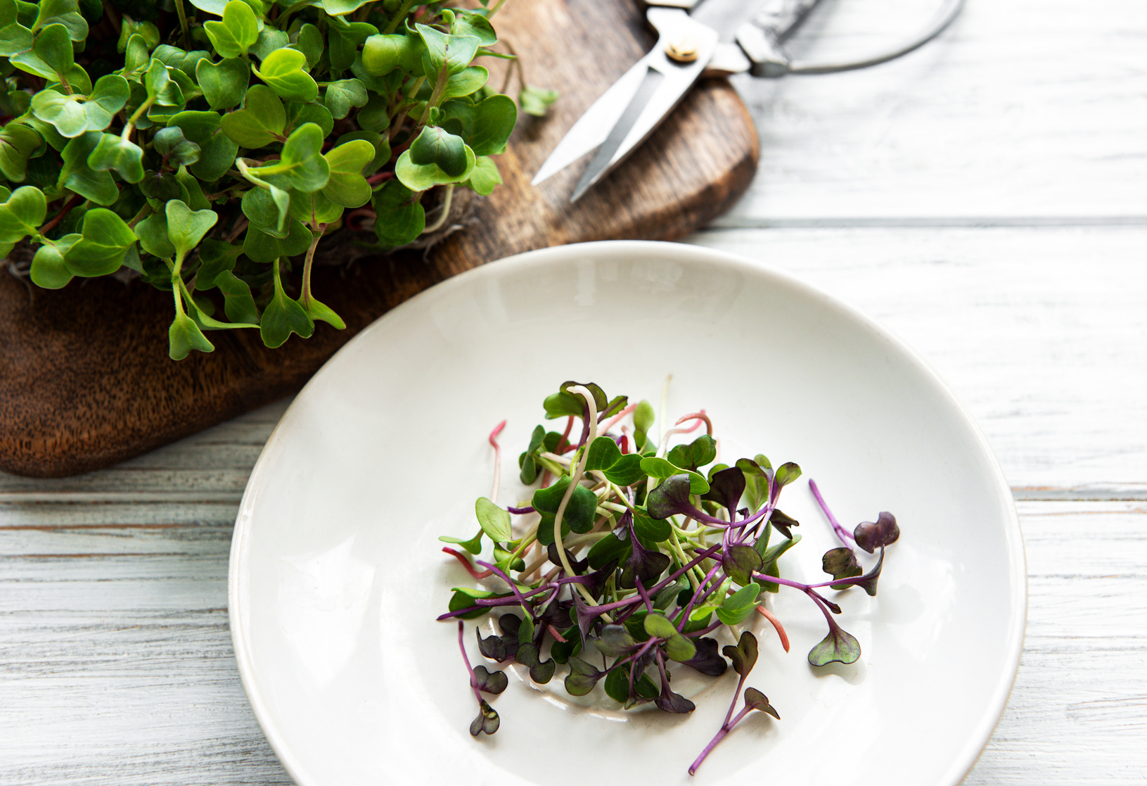 Red Radish Microgreens