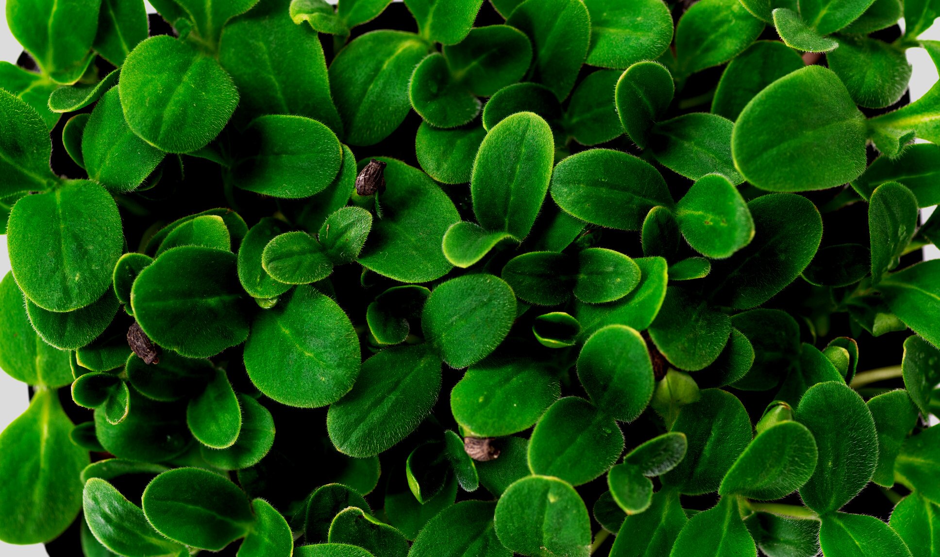 Foliage Microgreen Closeup